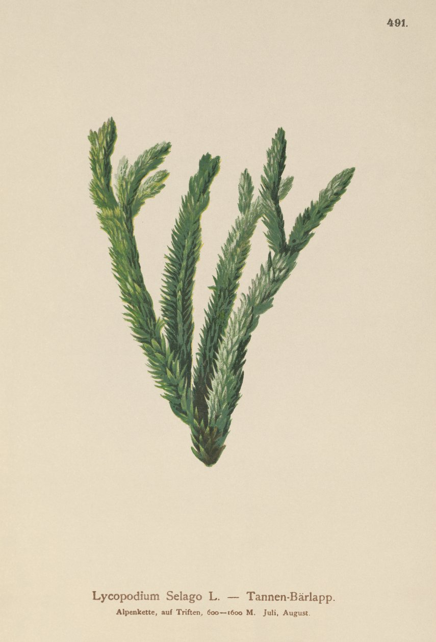Fir Club Moss (Lycopodium Selago) av German School