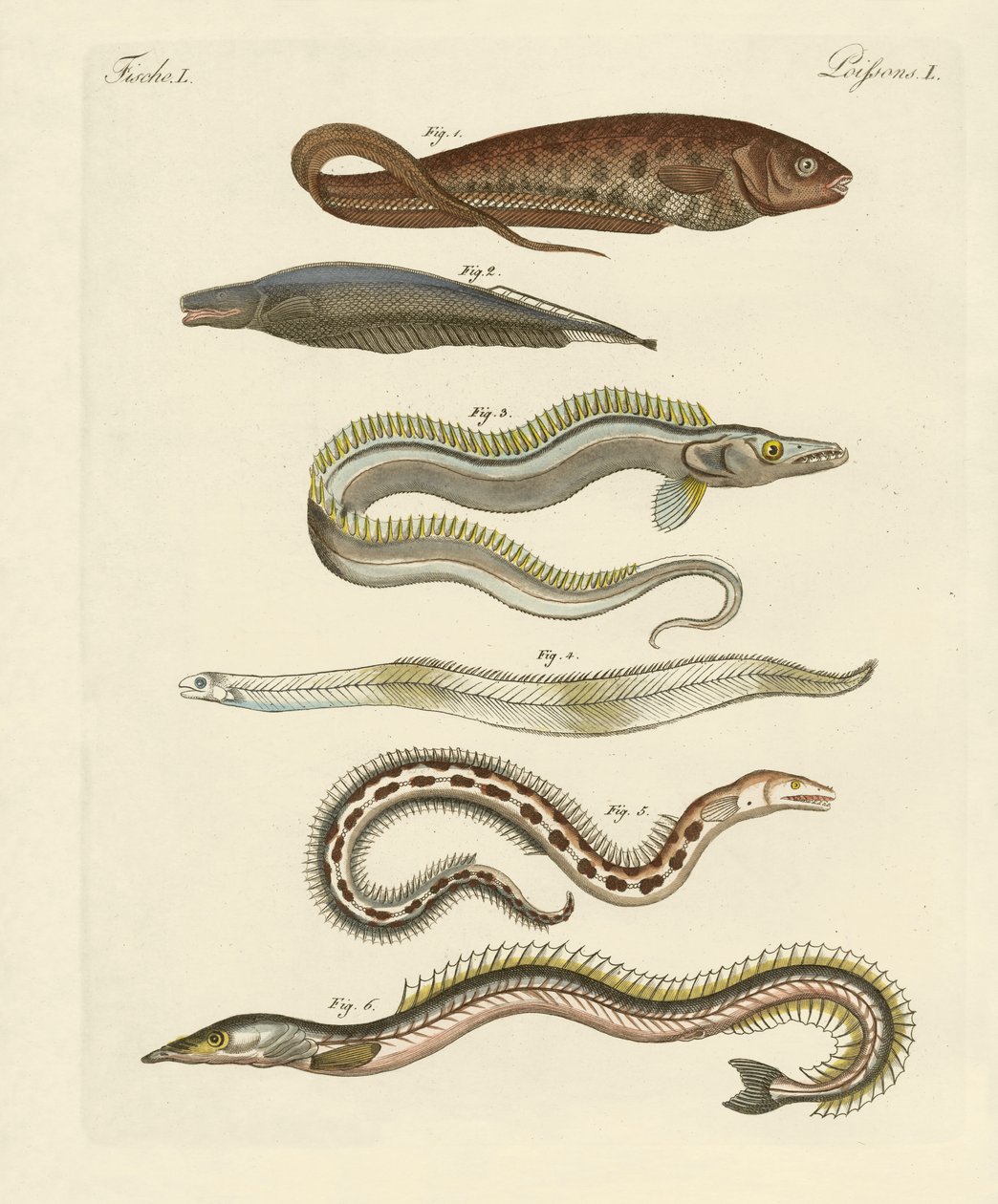Fisk (farget gravering) av German School