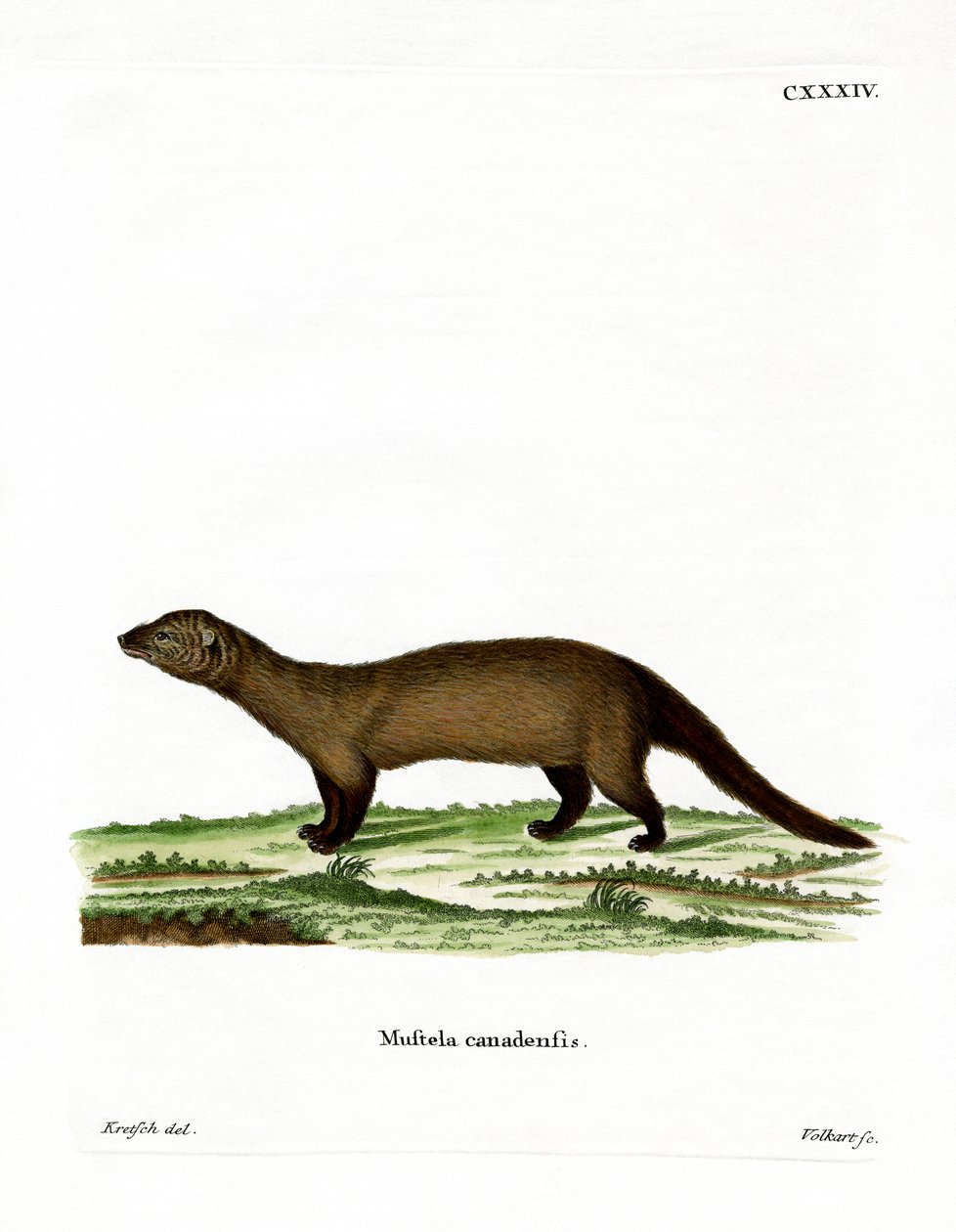 Fisher (farget gravering) av German School