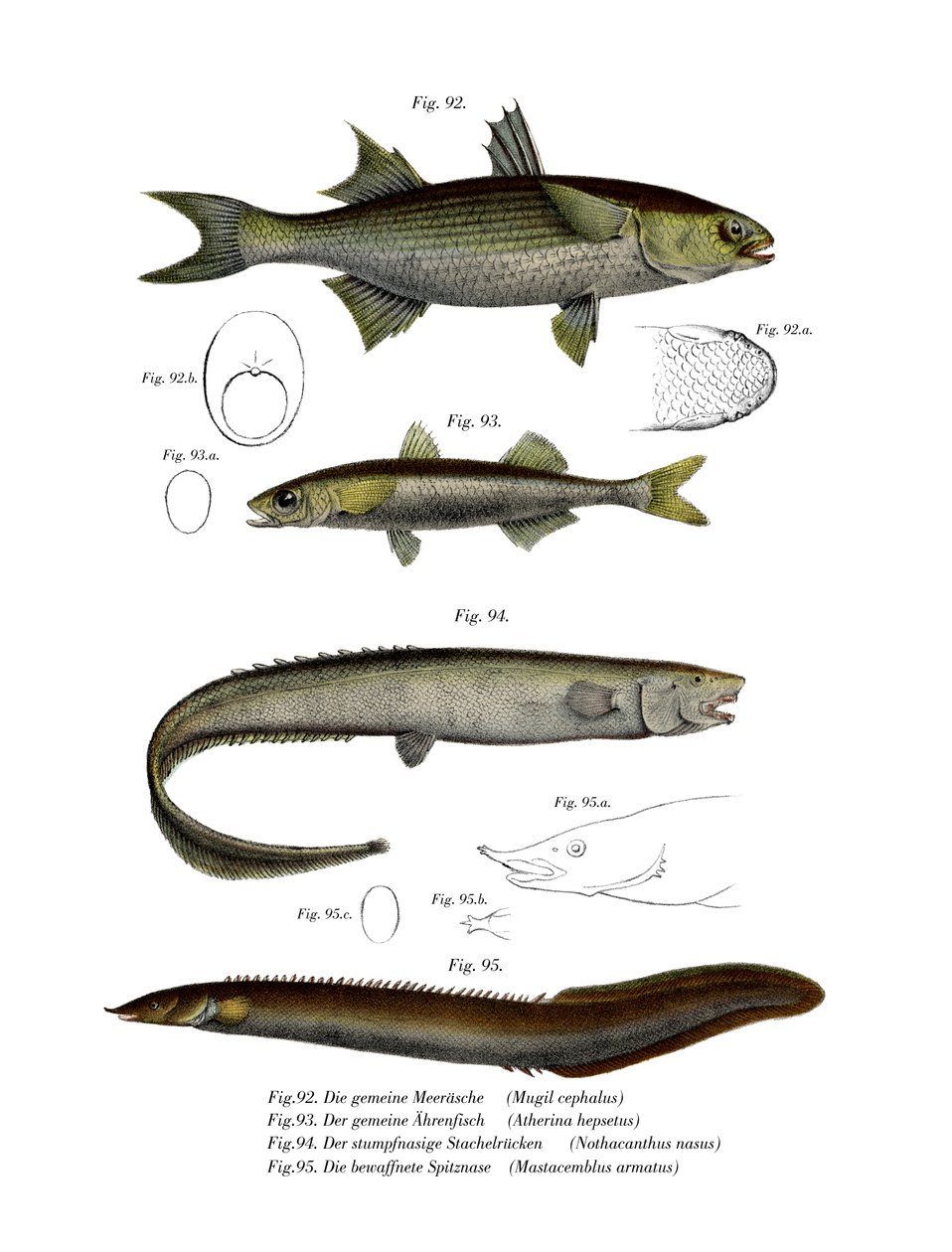 Flathead Mullet (farge litho) av German School