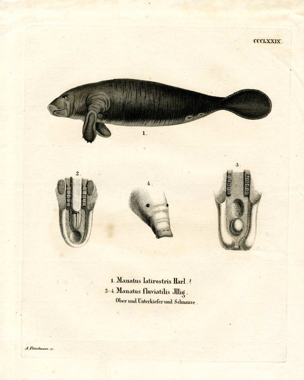 Florida Manatee (farget gravering) av German School