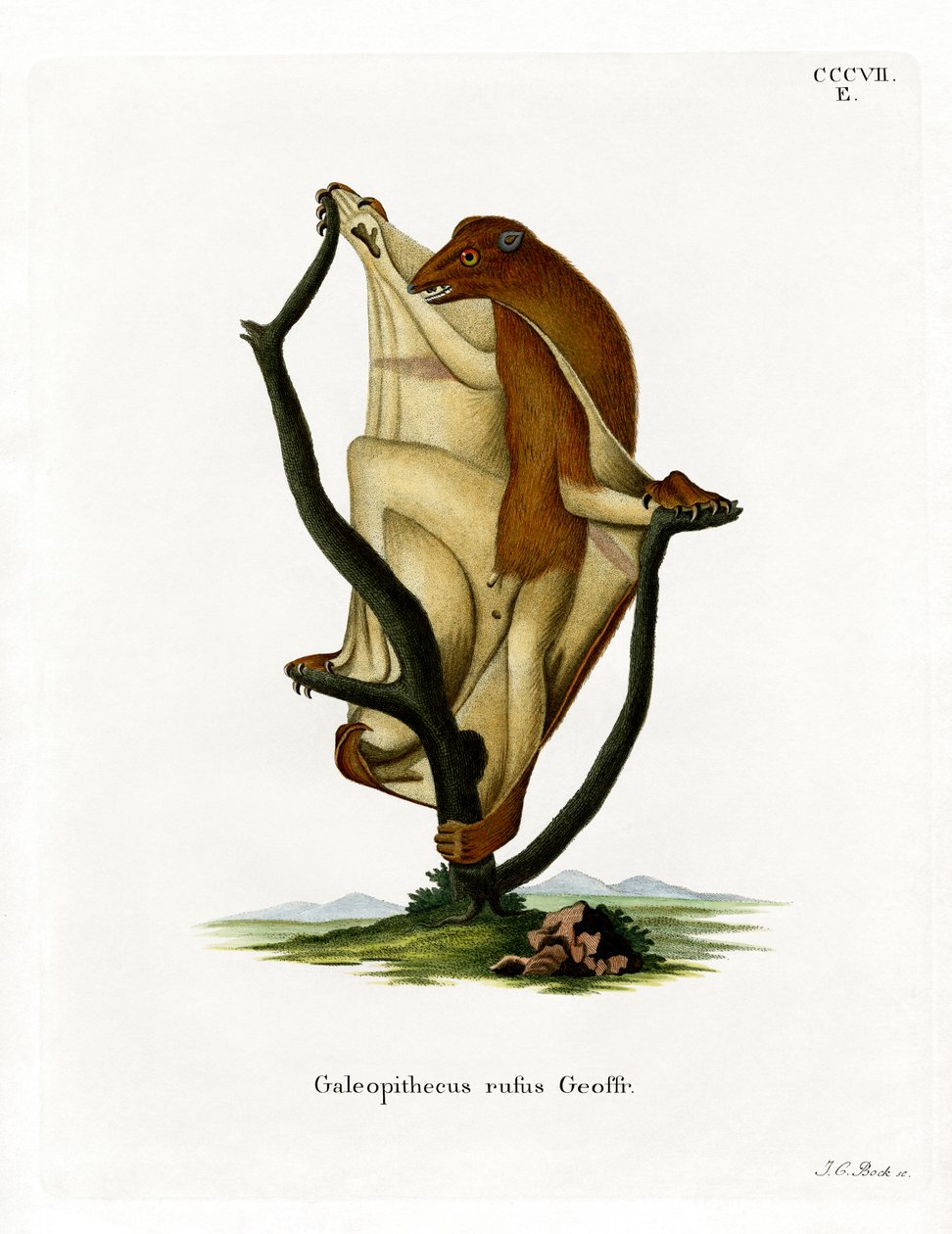Flying Lemur (farget gravering) av German School