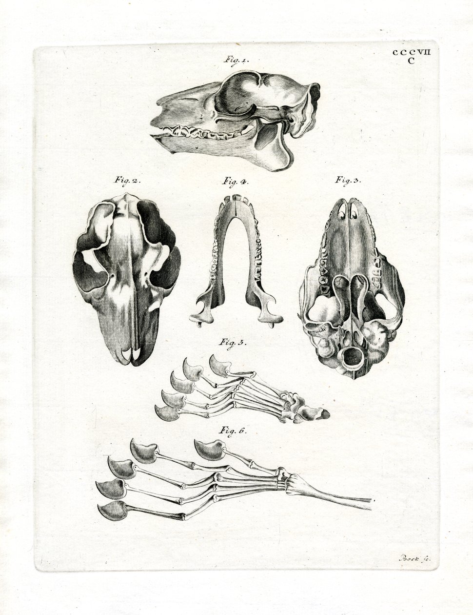Flying Lemur Skull (farget gravering) av German School
