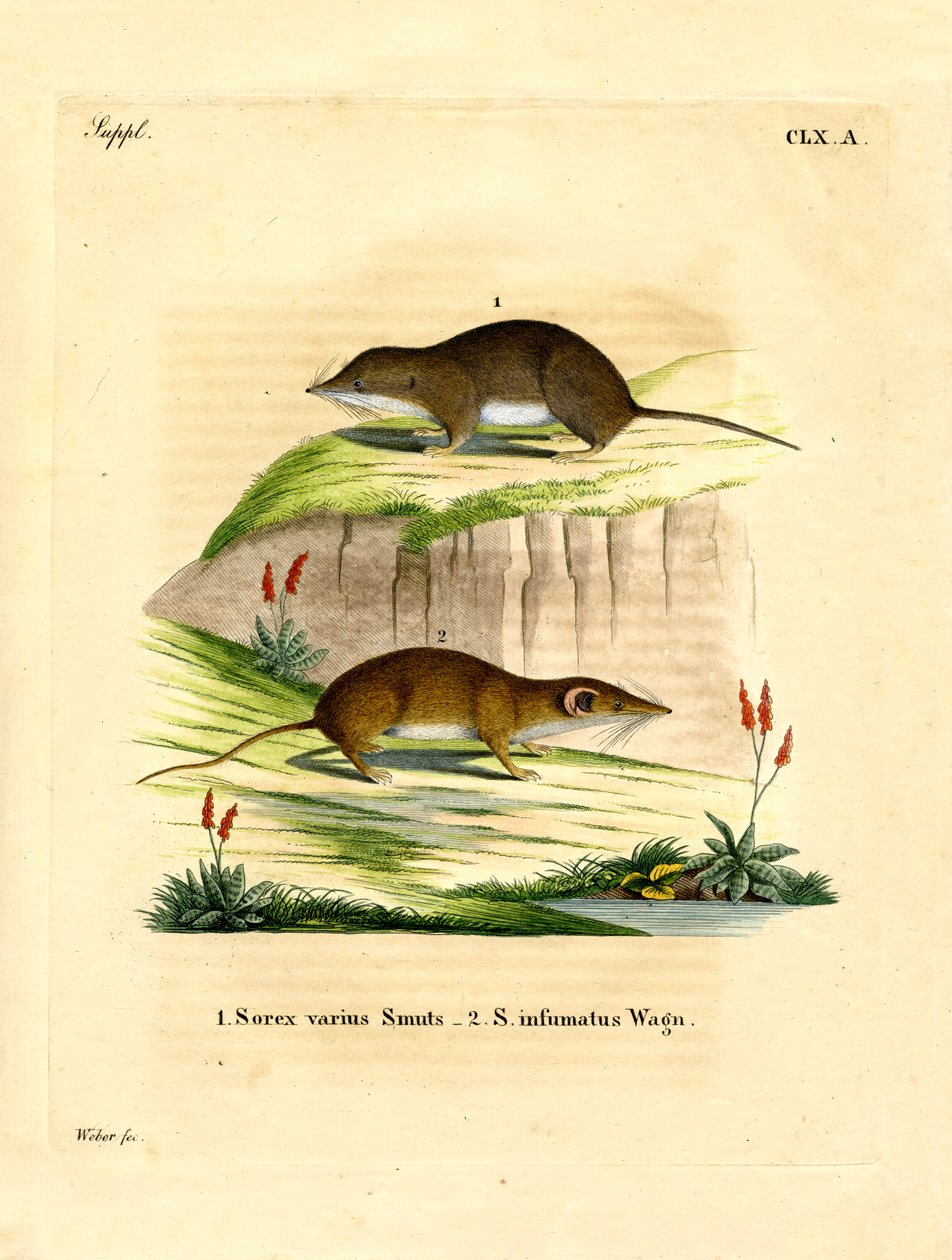 Forest Shrew (farget gravering) av German School
