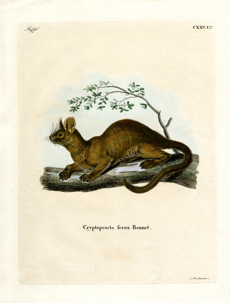 Fossa (farget gravering) av German School