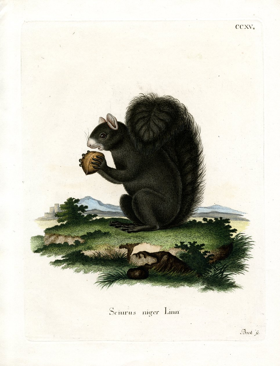 Fox Squirrel (farget gravering) av German School