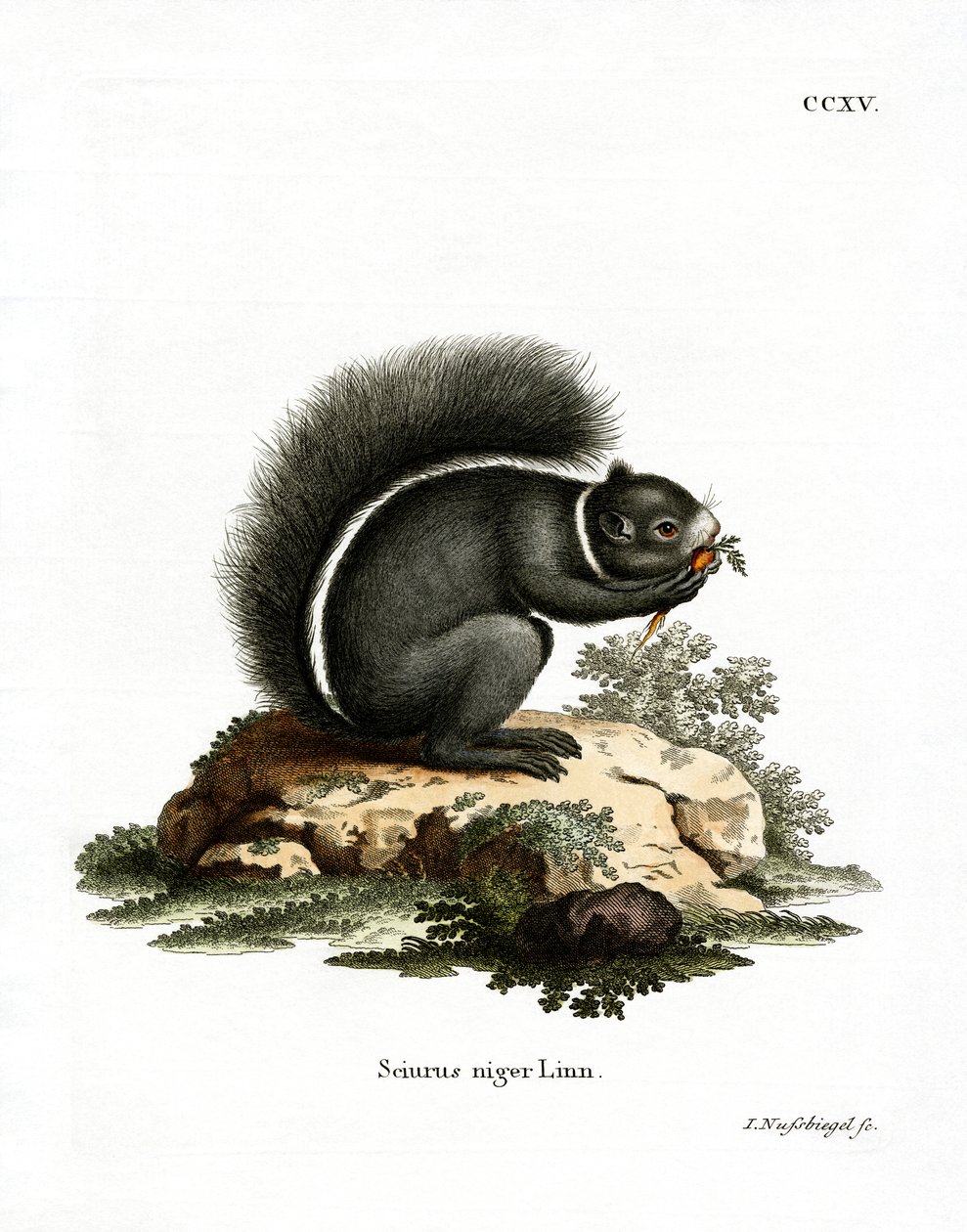 Fox Squirrel (farget gravering) av German School