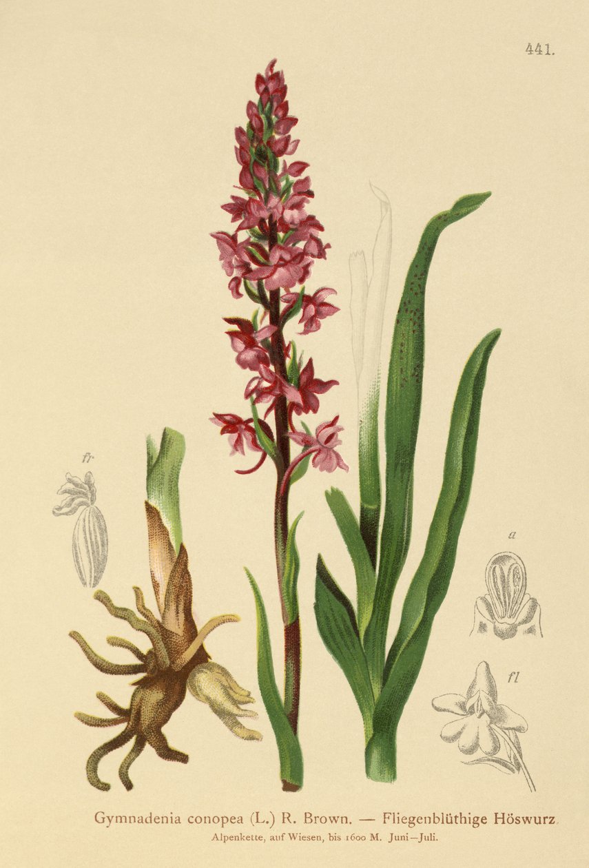Duftende orkidé (Gymnadenia conopea) av German School