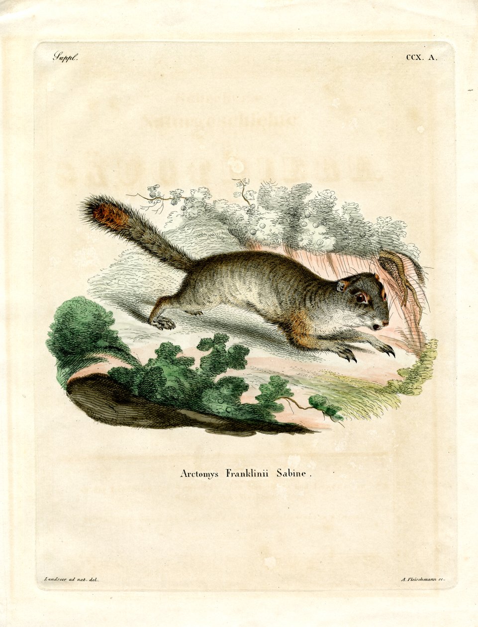 Franklin