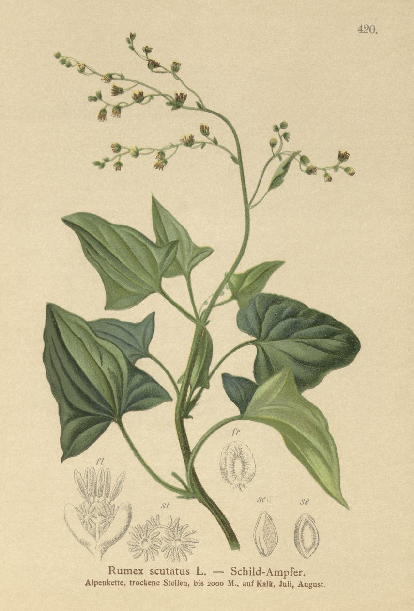 Fransk syre (Rumex scutatus) av German School
