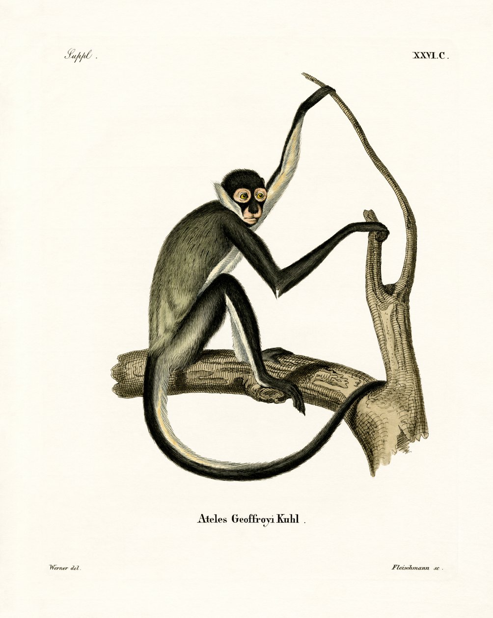 Geoffroy's Spider Monkey (farget gravering) av German School