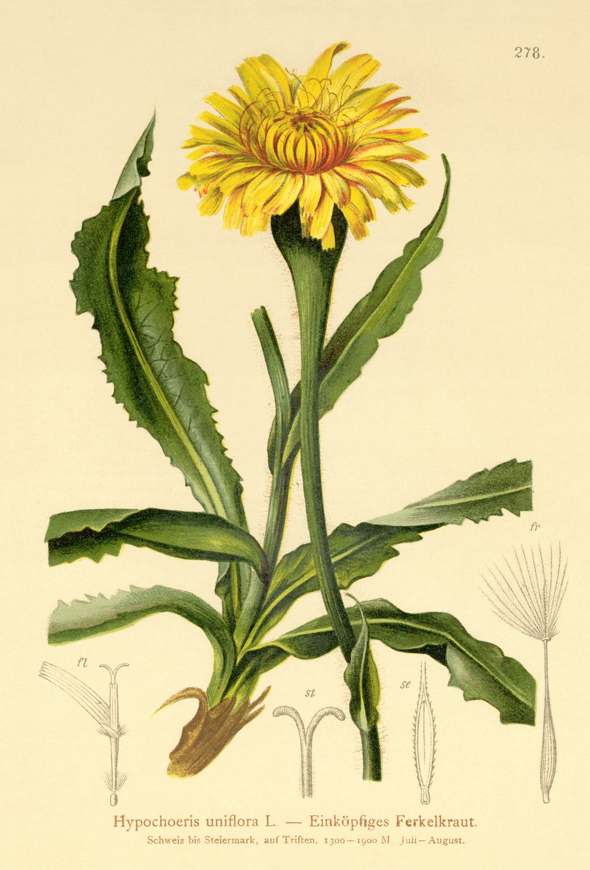Gigantisk katteøre (Hypochoeris uniflora) av German School