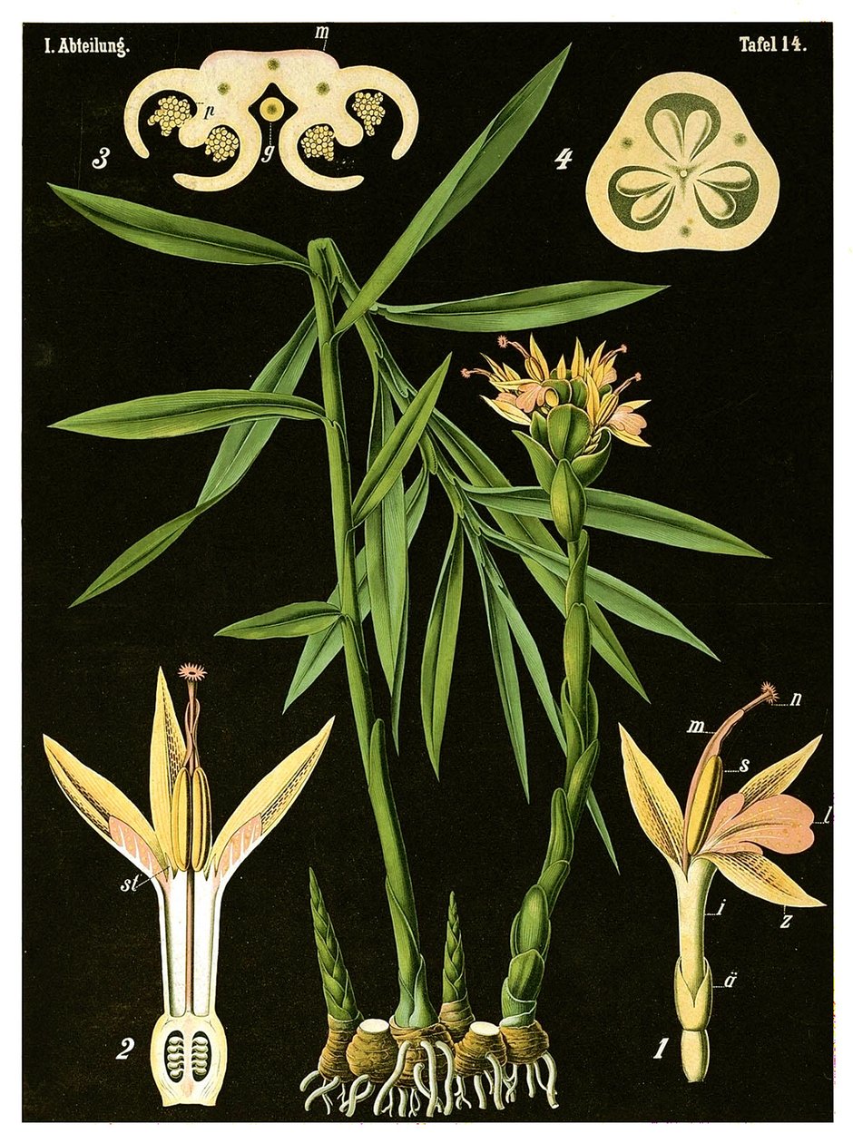 Ingefær (Zingiber officinale Roscoe) ca. 1890 (kromolitografi) av German School