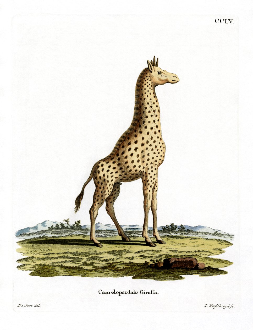 Giraffe (farget gravering) av German School