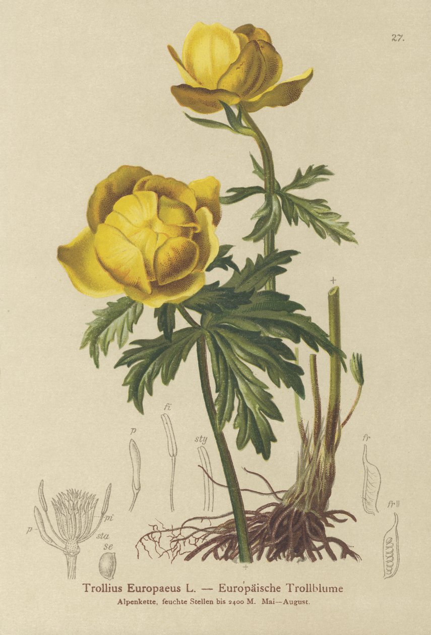 Klodeblomst (Trollius Europaeus) av German School