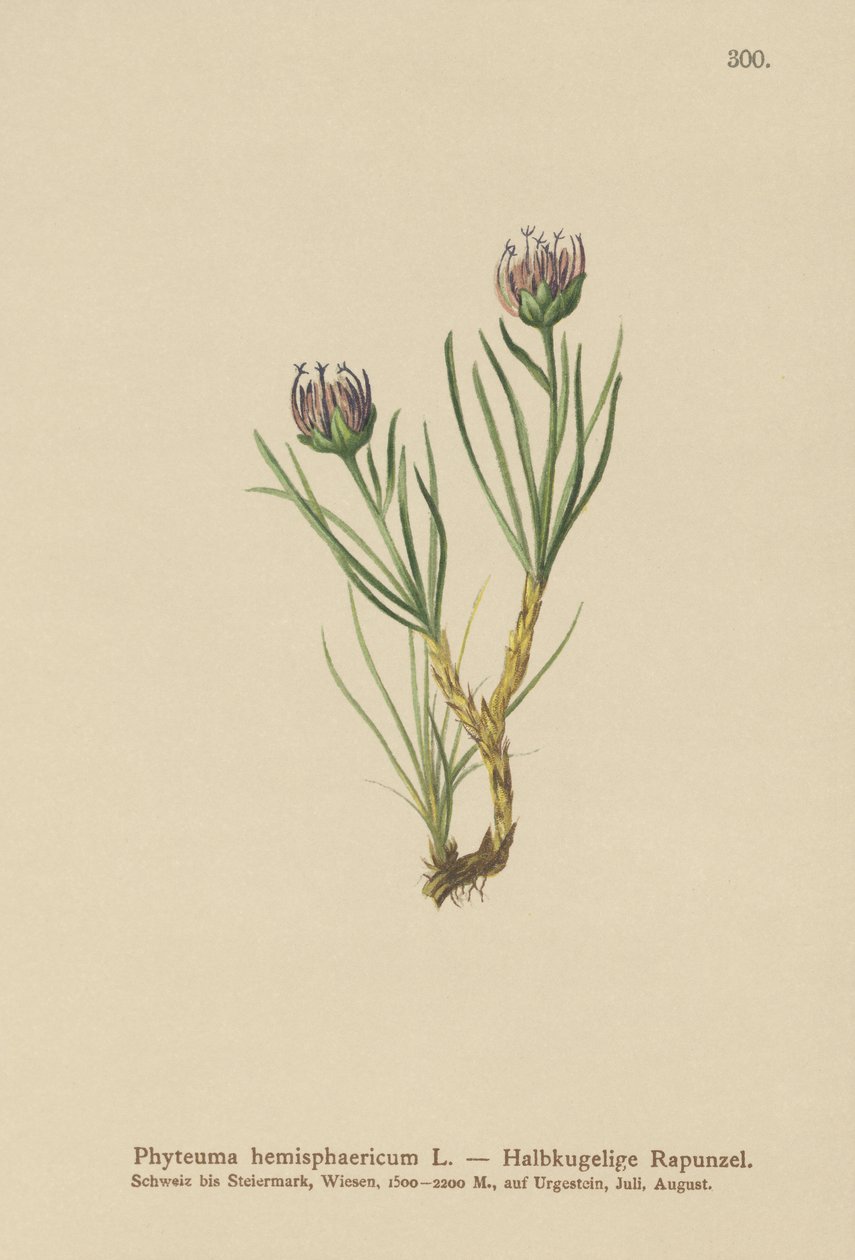 Klodehodet Rampion (Phyteuma hemisphaericum) av German School