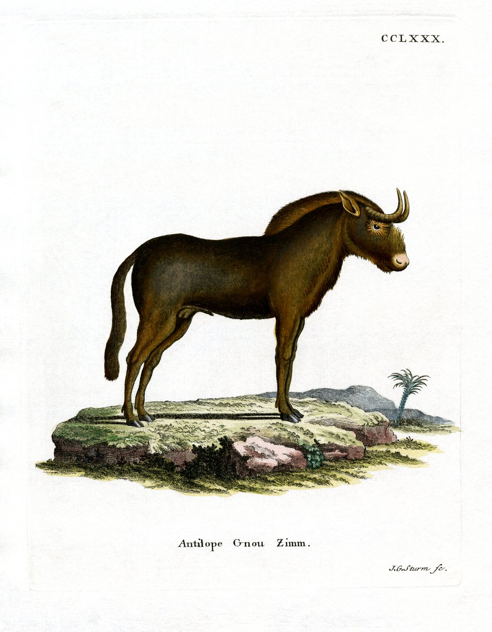 Gnu (farget gravering) av German School