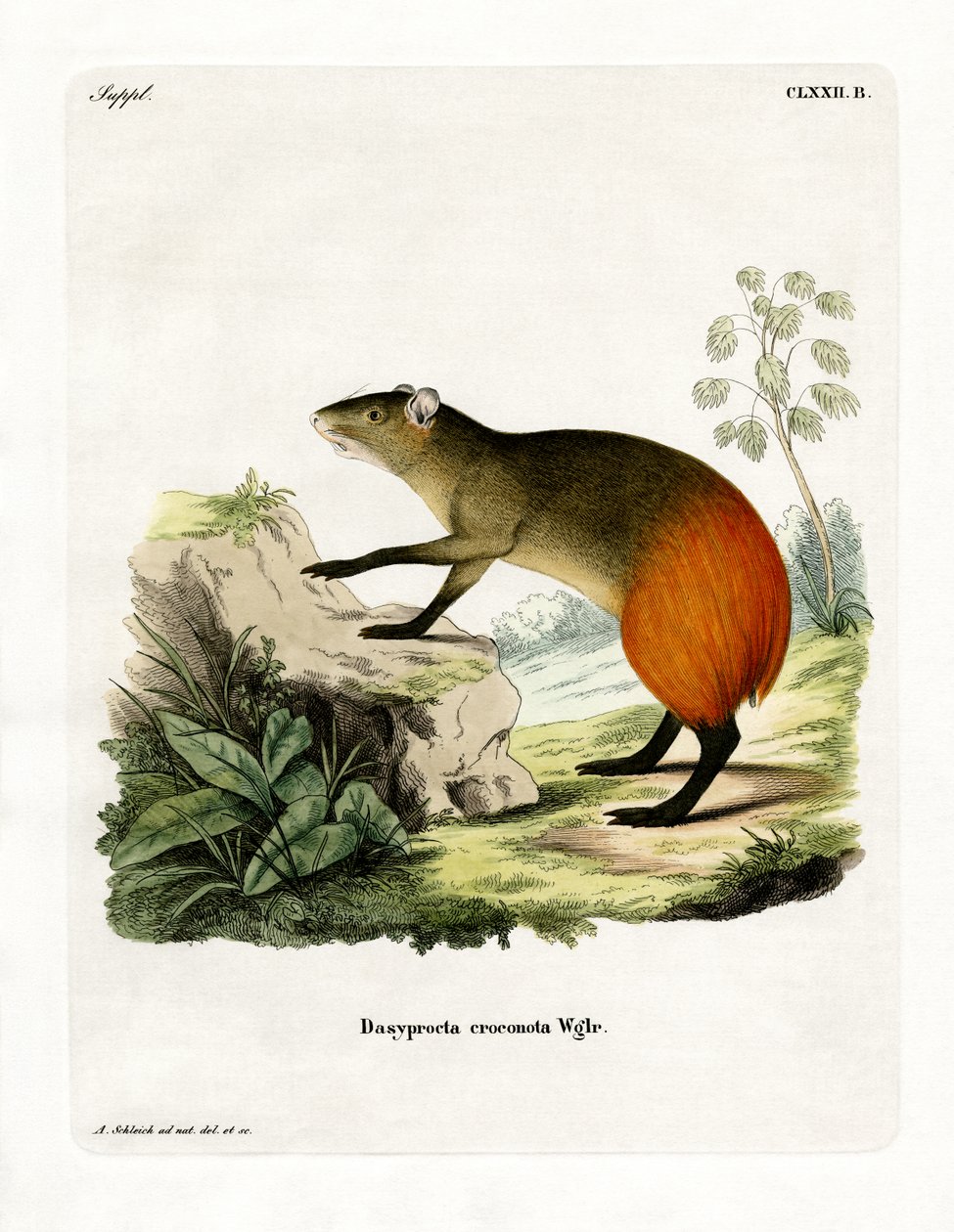 Gylden-rumped Agouti (farget gravering) av German School