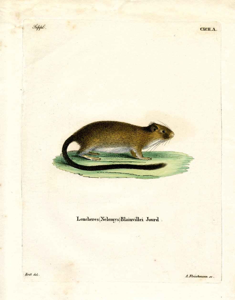 Golden Atlantic Tree Rat (farget gravering) av German School
