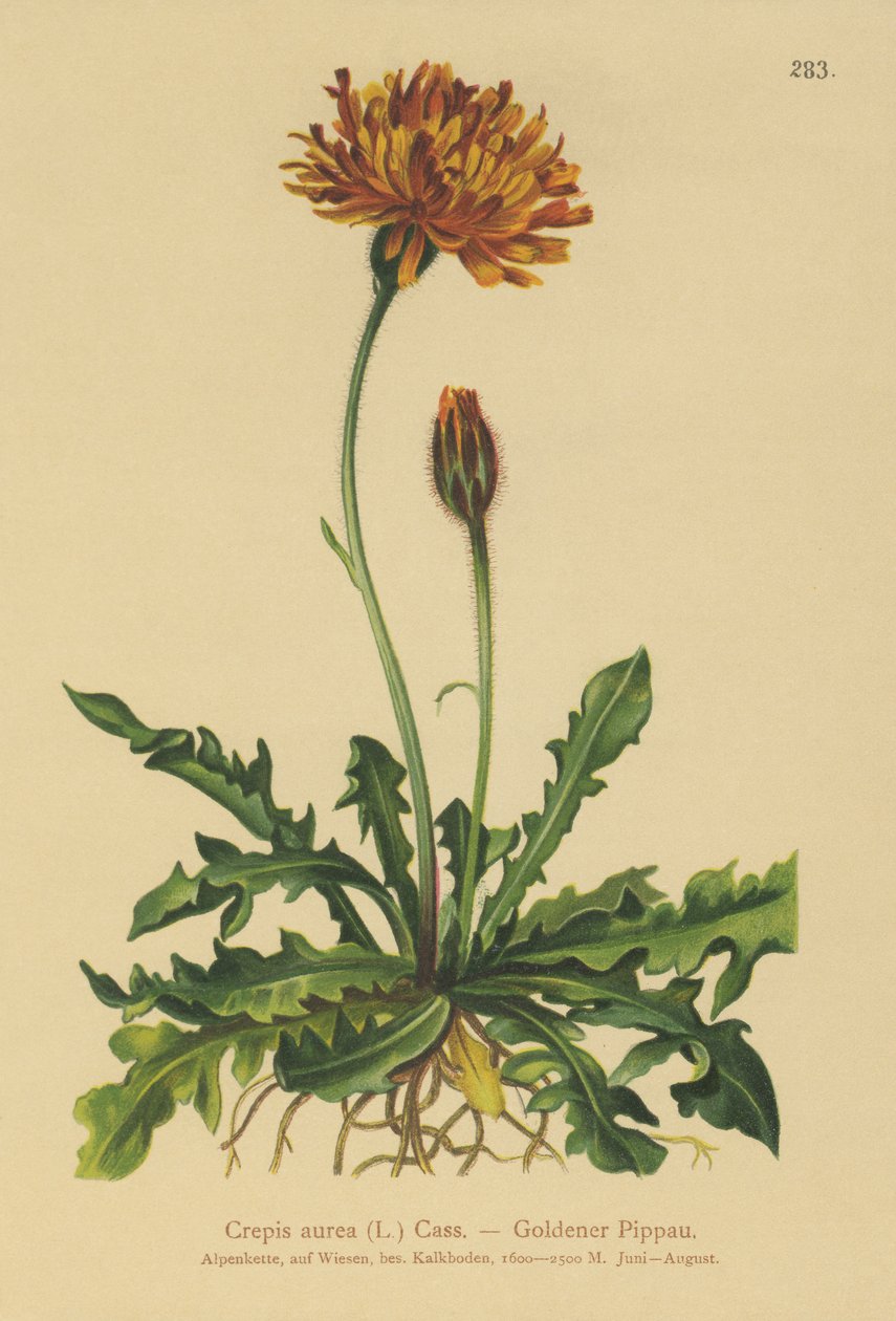 Golden Hawks-skjegg (Crepis aurea) av German School