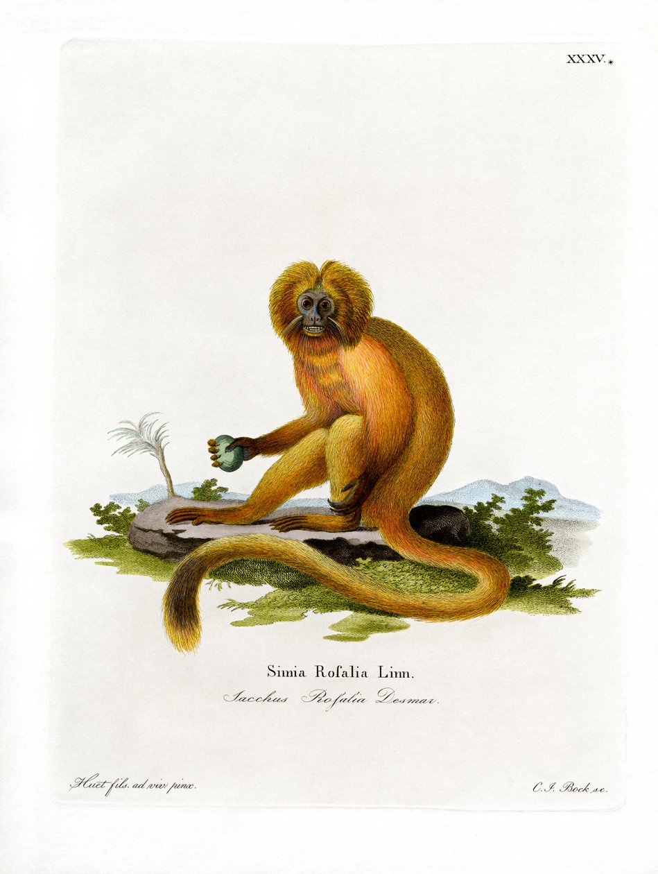 Golden Lion Tamarin (farget gravering) av German School