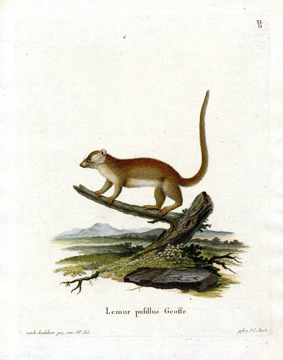 Grey Mouse Lemur (farget gravering) av German School