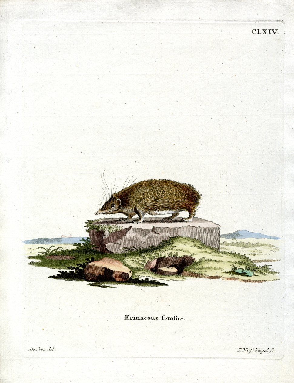 Greater Hedgehog Tenrec (farget gravering) av German School