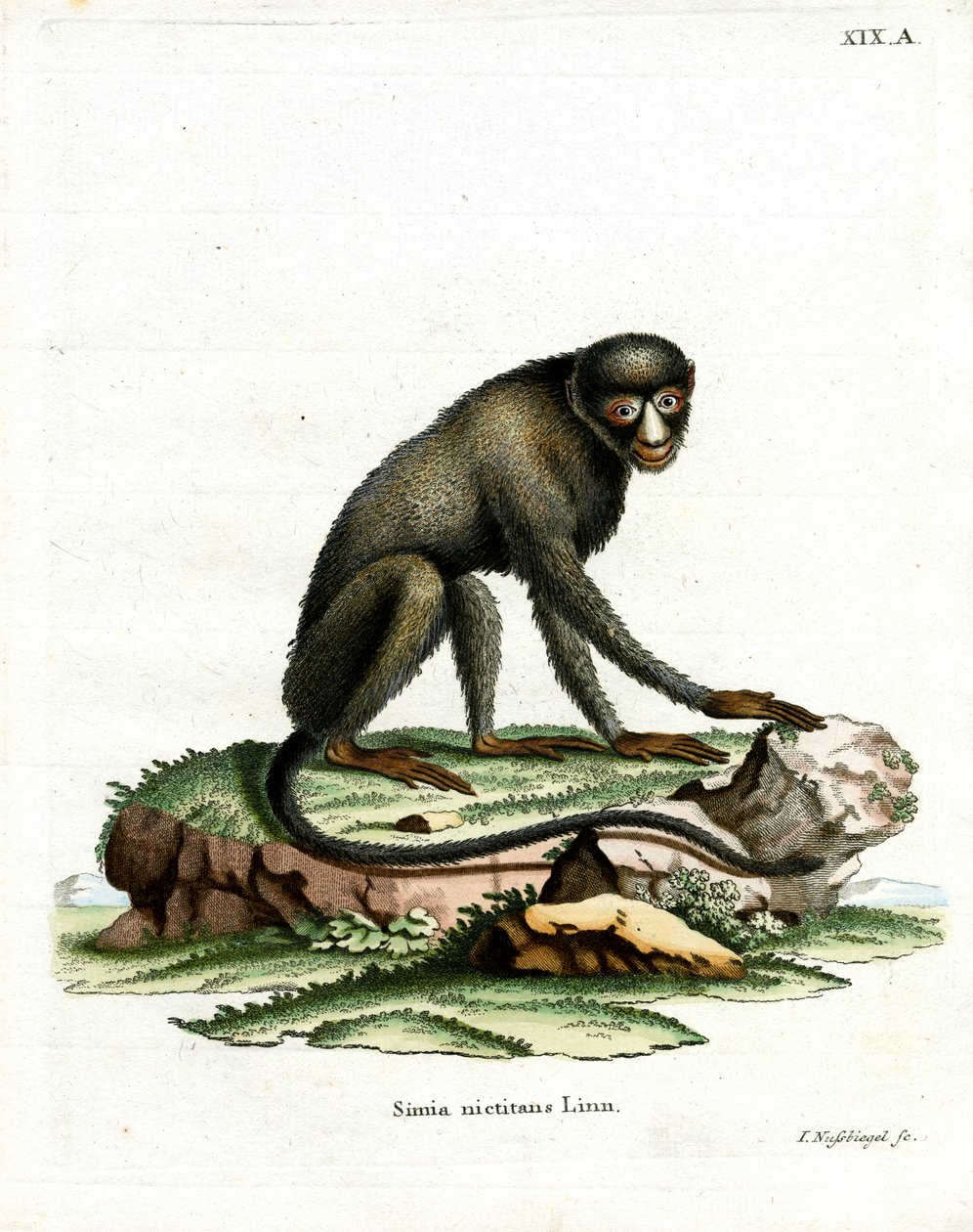Greater Spot-nosed Monkey (farget gravering) av German School