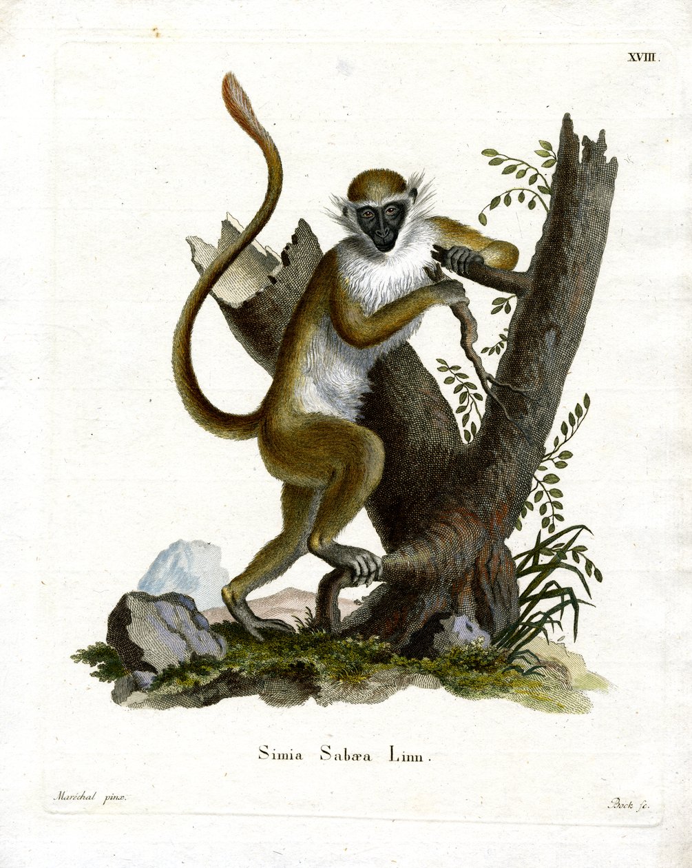 Green Monkey (farget gravering) av German School