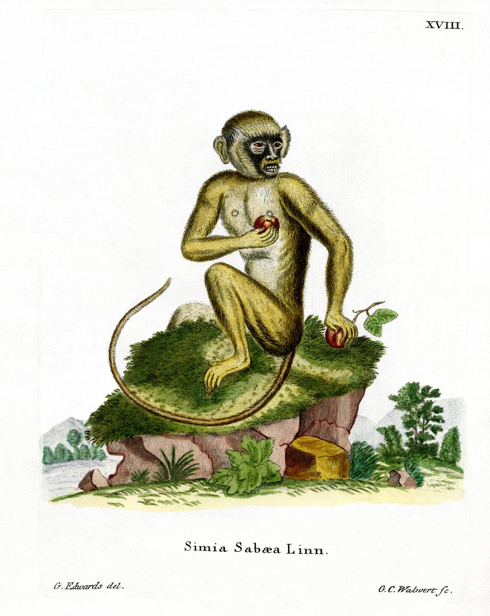 Green Monkey (farget gravering) av German School