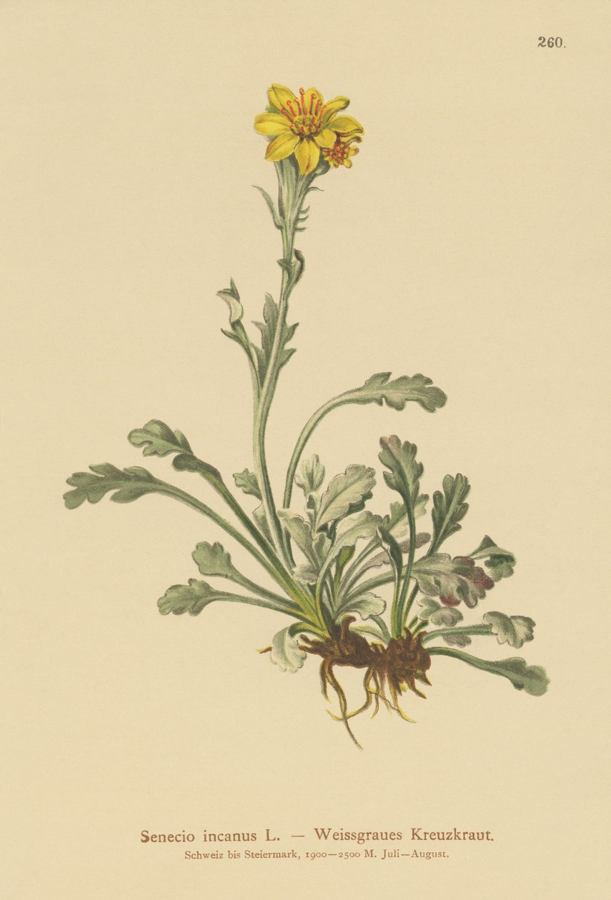Grå rappørt (Senecio incanus) av German School