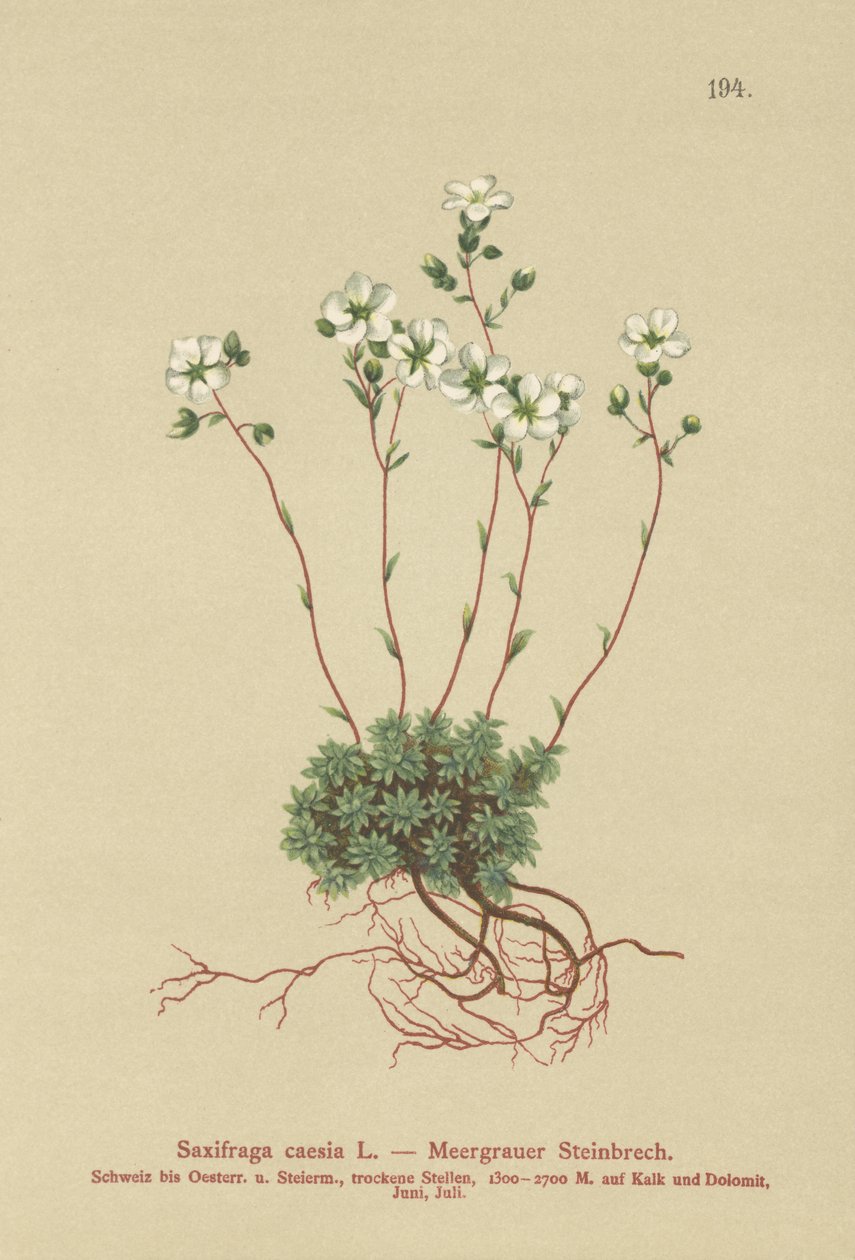 Grey Saxifrage (Saxifraga caesia) av German School