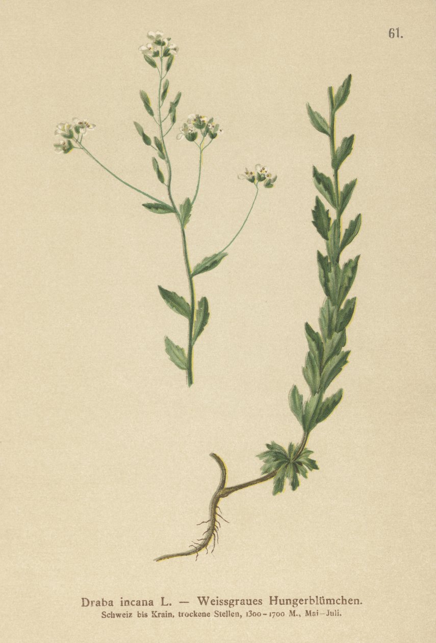 Grey Whitlow-gress (Draba incana,) av German School