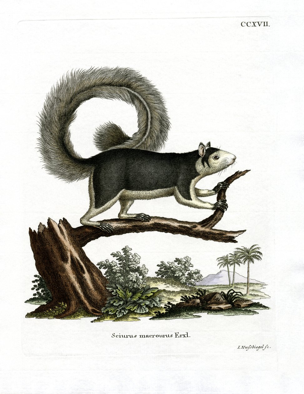 Grizzled Giant Squirrel (farget gravering) av German School