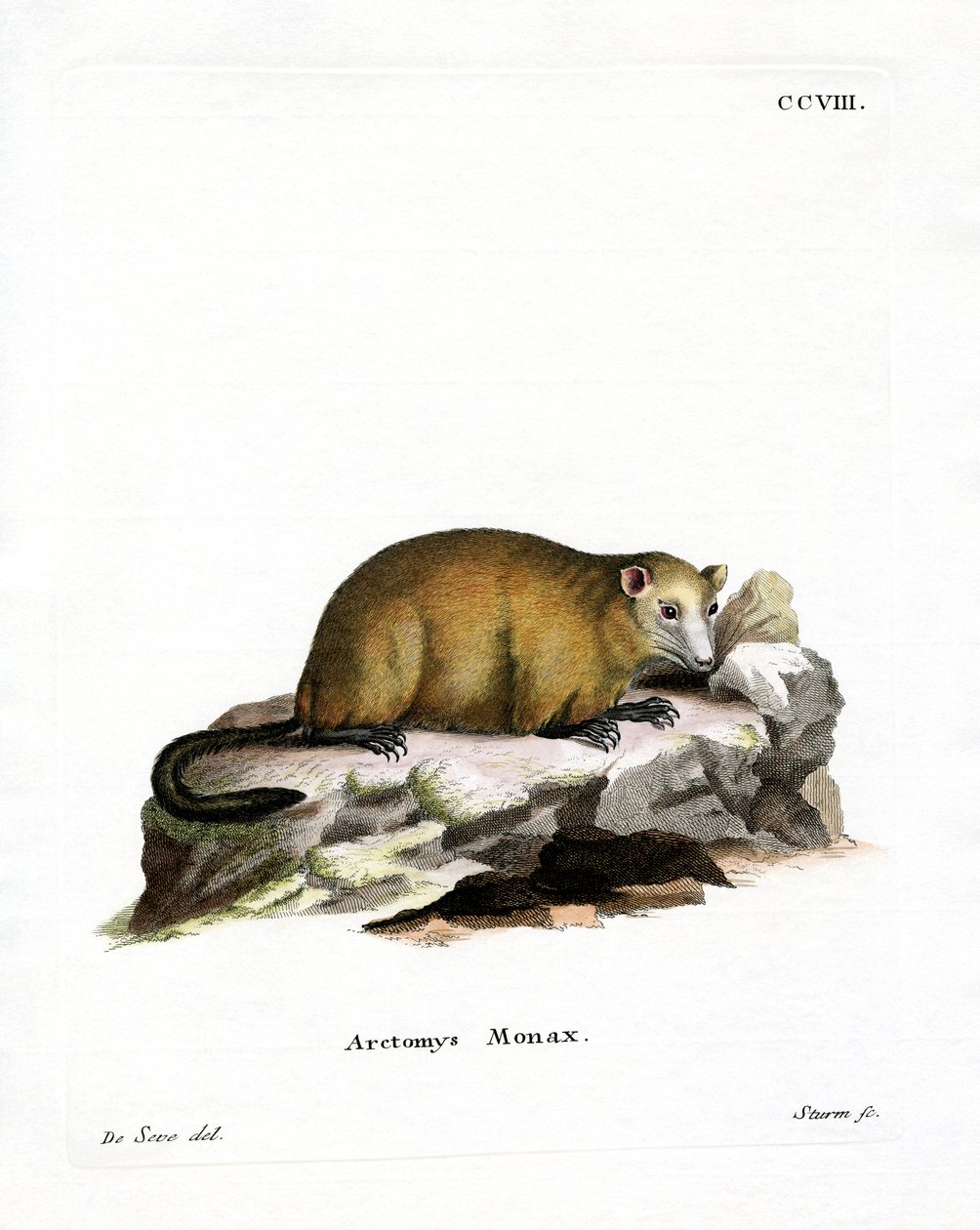 Groundhog (farget gravering) av German School