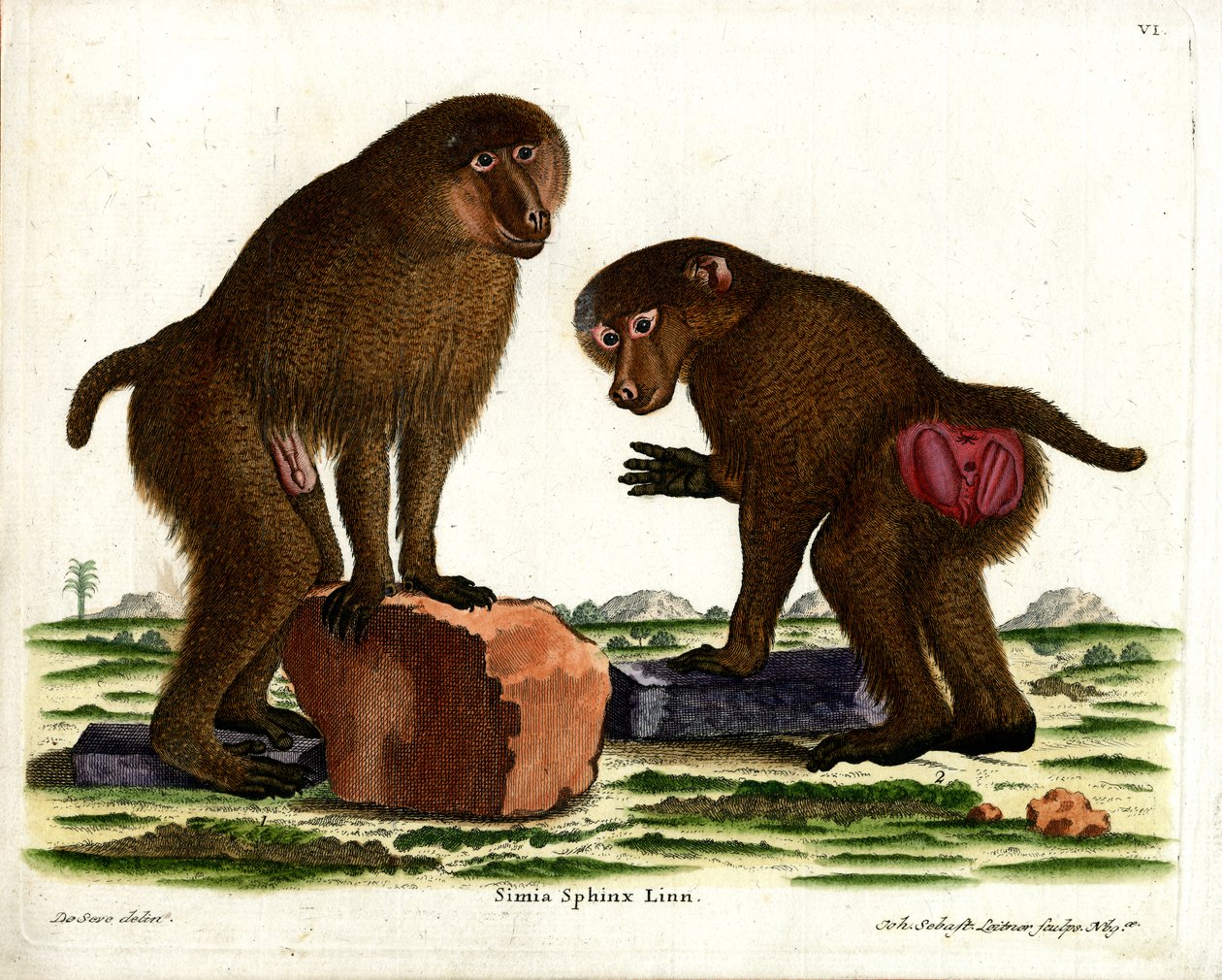 Guinea-bavian (farget gravering) av German School