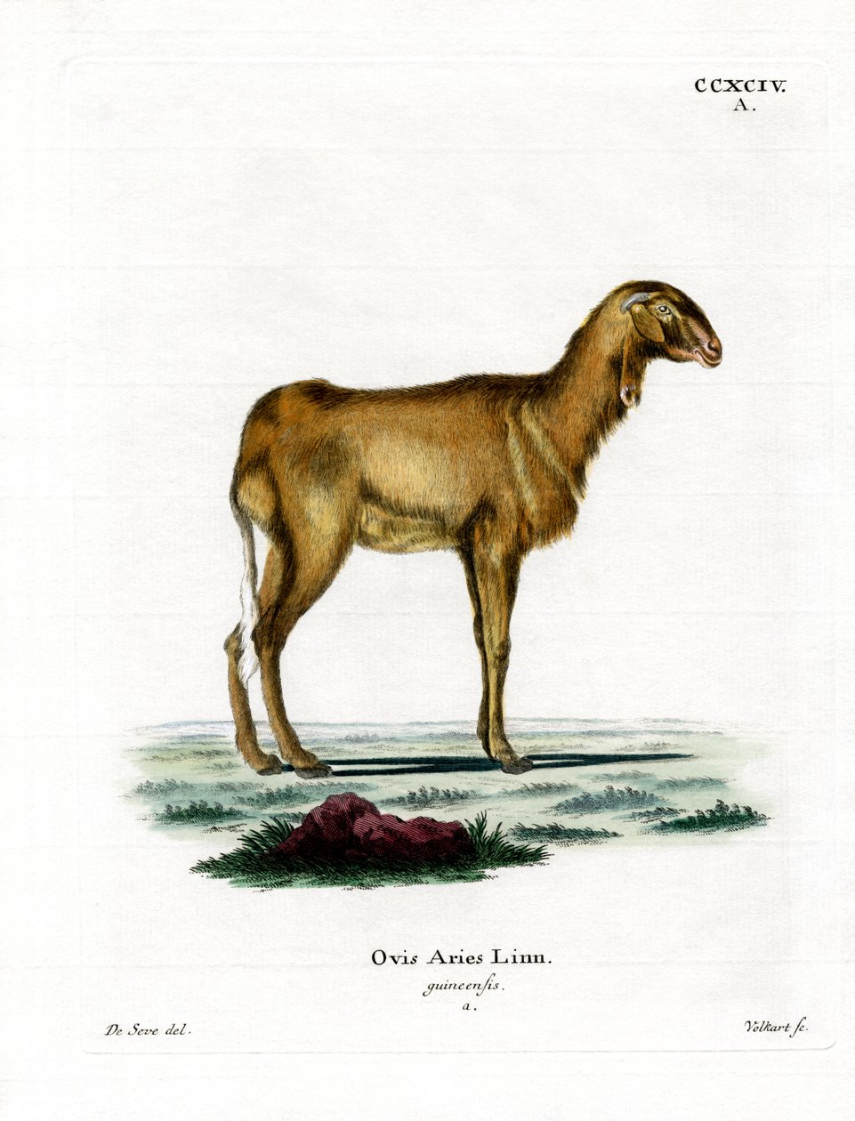 Guineasau (farget gravering) av German School