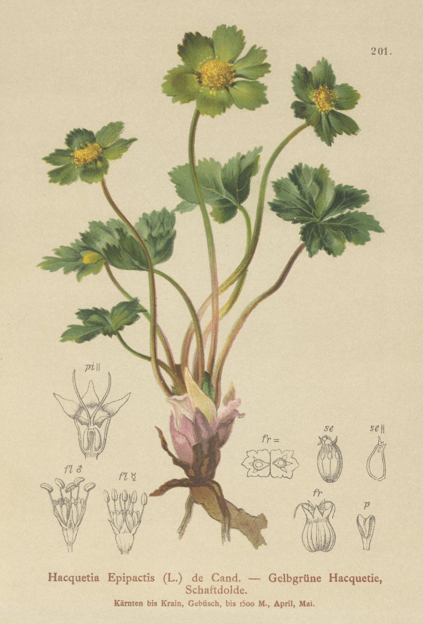 Hacquetia (Hacquetia Epipactis) av German School