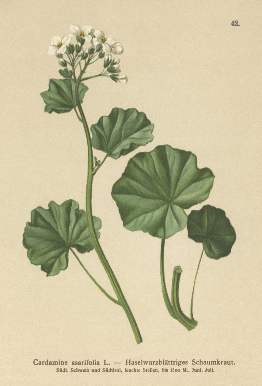Håret karse (Cardamine asarifolia) av German School