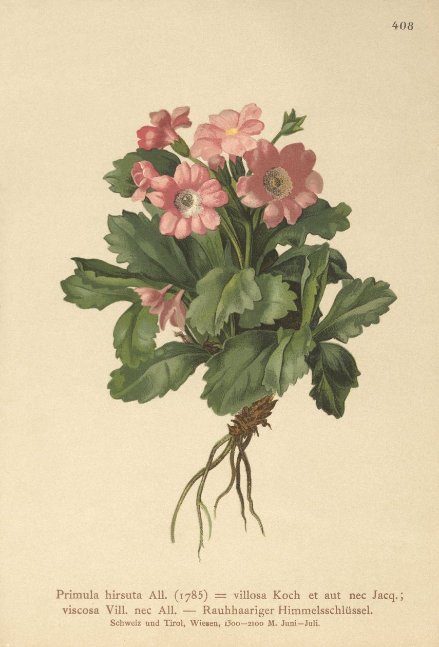 Håret Primrose (Primula hirsuta) av German School