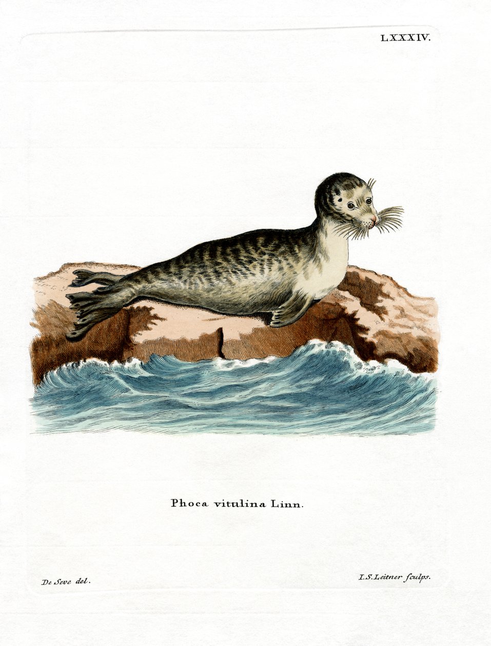 Harbour Seal (farget gravering) av German School