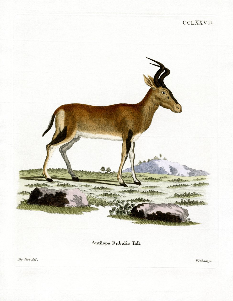 Hartebeest (farget gravering) av German School