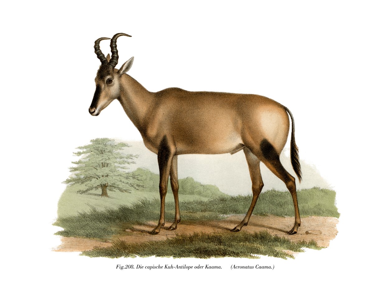 Hartebeest, 1860 av German School