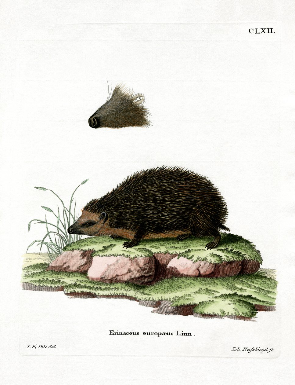 Hedgehog (farget gravering) av German School