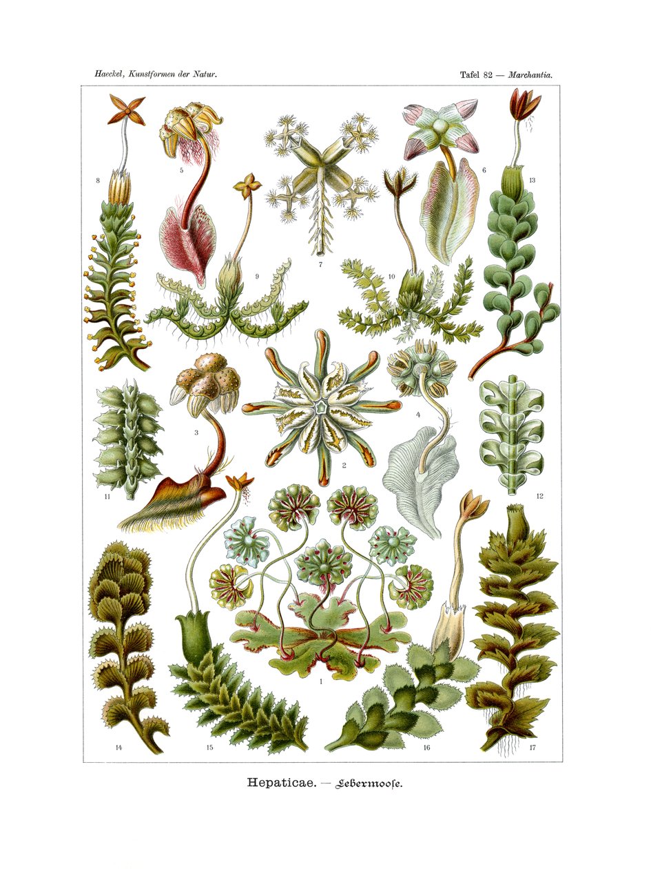Hepaticae, 1899-1904 av German School