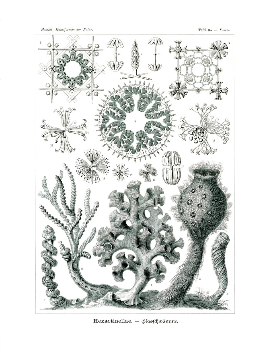 Hexactnellae, 1899-1904 av German School