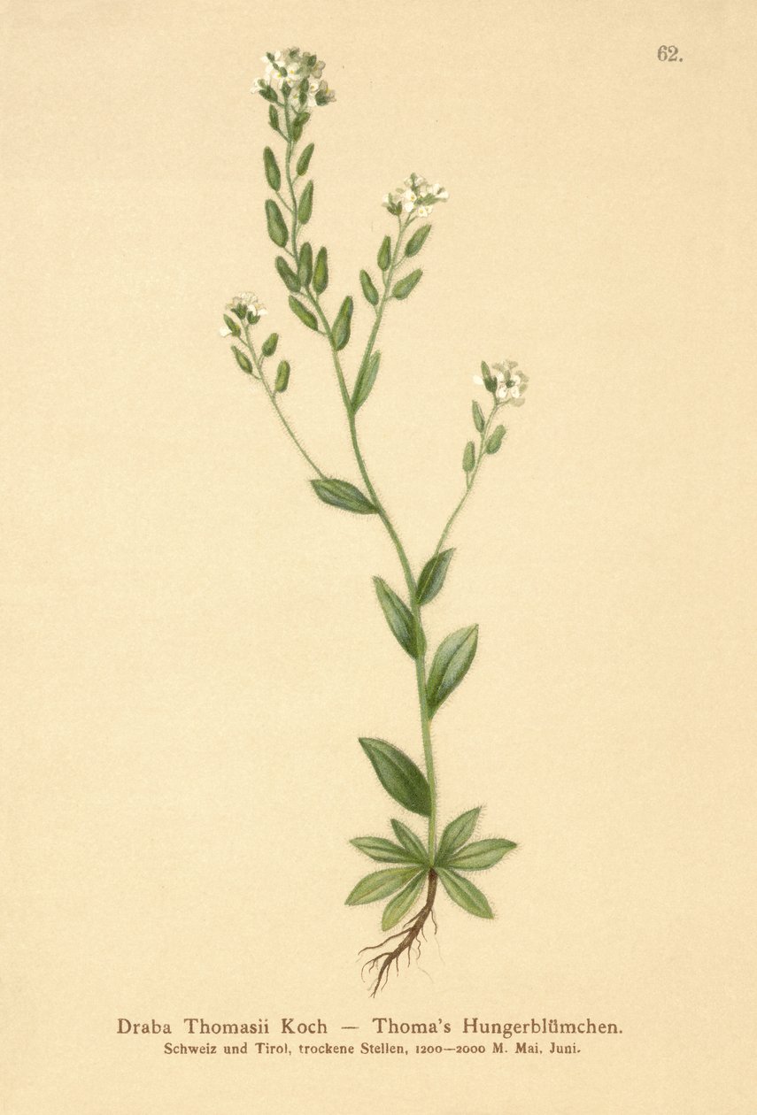 Hoary Whitlow-gress (Draba Thomasii) av German School