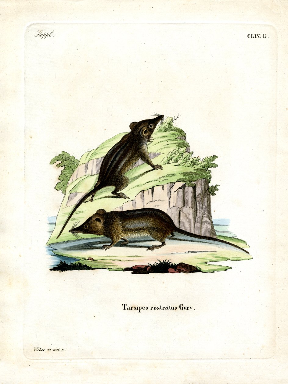 Honey Possum (farget gravering) av German School