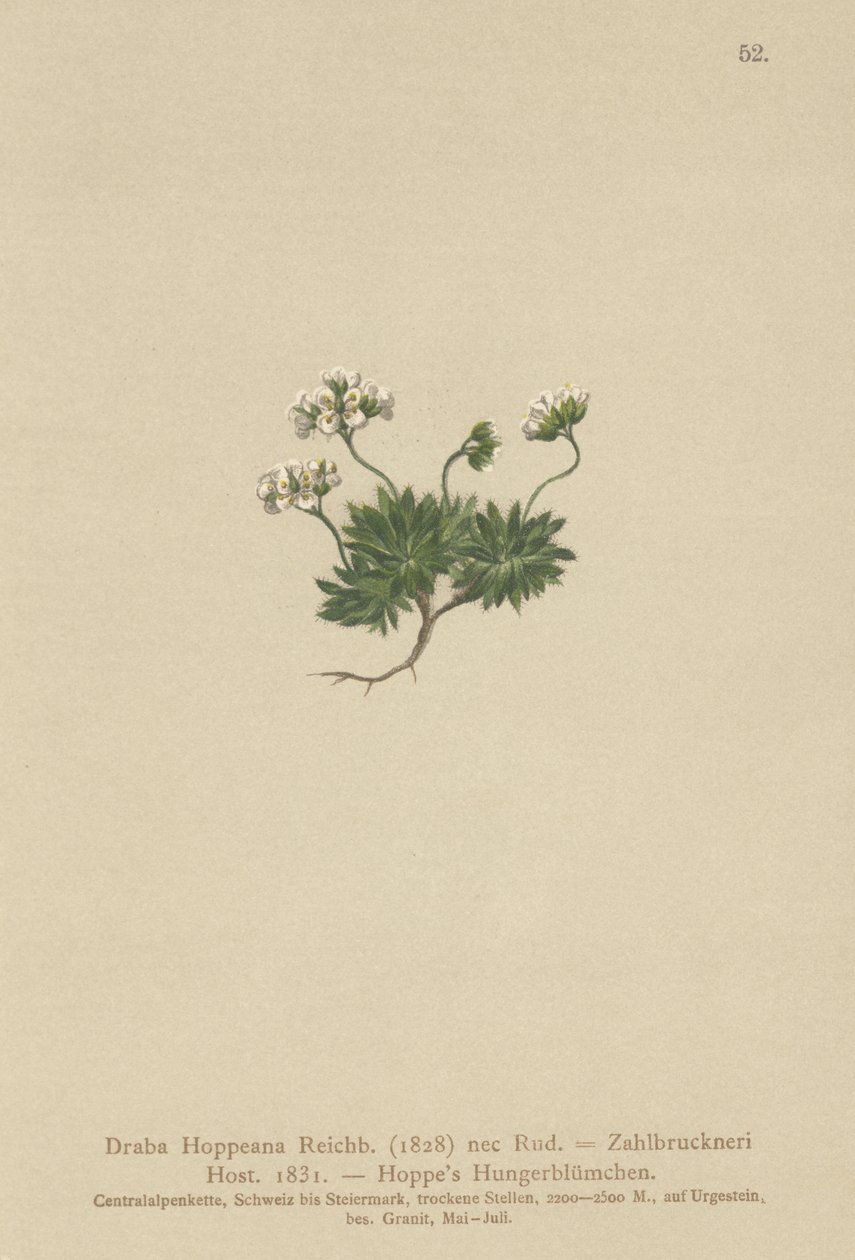 Hoppes Whitlow-gress (Draba Hoppeana, Draba Zahlbruckneri) av German School