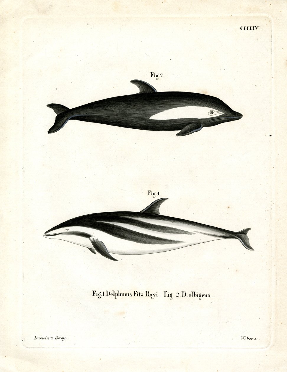 Timeglass Dolphin (farget gravering) av German School